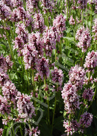 Stachys densiflora 'Rosea'                      